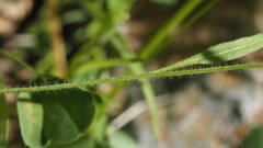 Sisymbrium orientale