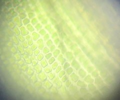 Grimmia trichophylla