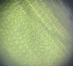 Grimmia trichophylla