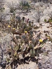 Opuntia blakeana