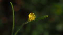 Sisymbrium orientale