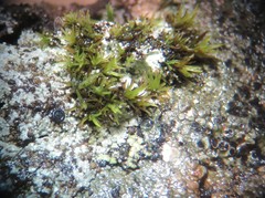 Grimmia trichophylla