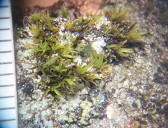 Grimmia trichophylla