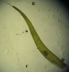 Grimmia trichophylla