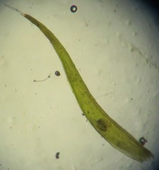 Grimmia trichophylla