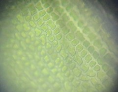 Grimmia trichophylla