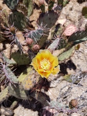 Opuntia blakeana