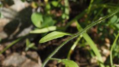 Sisymbrium orientale