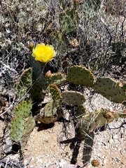 Opuntia confusa