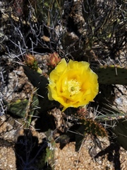 Opuntia confusa