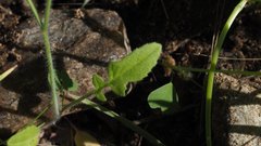 Sisymbrium orientale