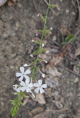 Plumbago image