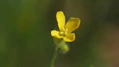 Sisymbrium orientale