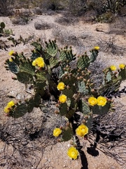 Opuntia toumeyi
