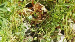 Sisymbrium orientale