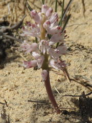 Lachenalia multifolia