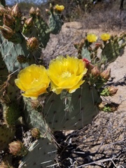 Opuntia toumeyi