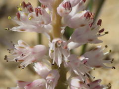 Lachenalia multifolia