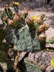 Opuntia toumeyi