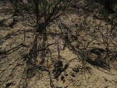 Lachenalia multifolia