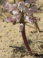 Lachenalia multifolia