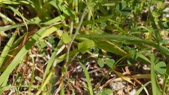 Sisymbrium orientale