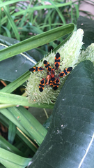 Oncopeltus fasciatus