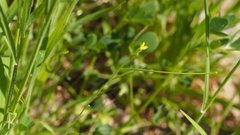 Sisymbrium orientale