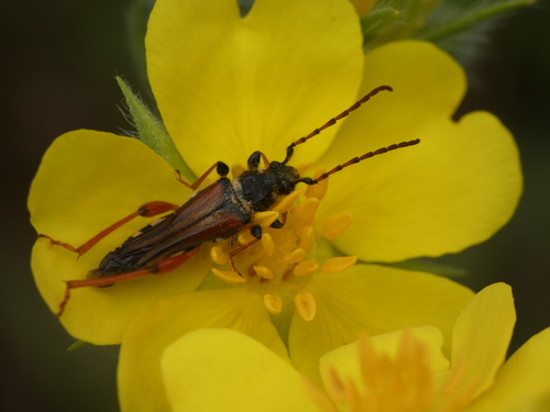 Stenopterus rufus photo 2