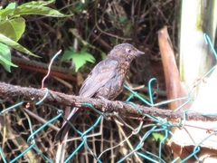 Melaenornis pammelaina ater