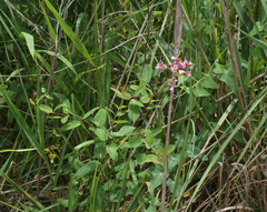 Apocynum venetum
