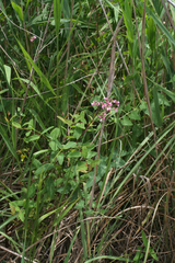 Apocynum venetum