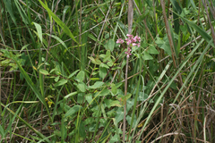Apocynum venetum