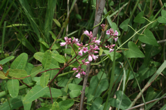 Apocynum venetum