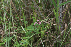 Apocynum venetum