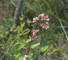 Apocynum venetum