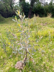 Pyrus elaeagrifolia