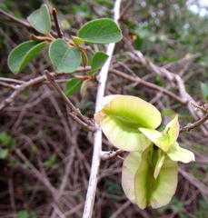 Combretum microphyllum