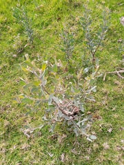 Pyrus elaeagrifolia