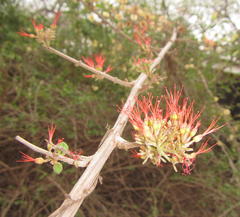 Combretum microphyllum