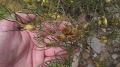 Pteronia flexicaulis