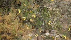 Pteronia flexicaulis