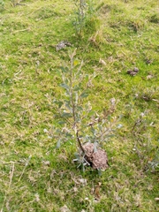 Pyrus elaeagrifolia