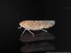 Osbornellus rotundus