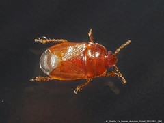 Amnestus pusillus