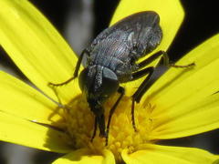 Cosmina fuscipennis