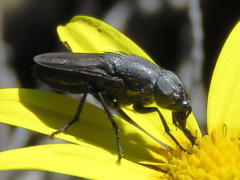 Cosmina fuscipennis
