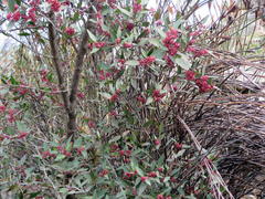 Maytenus acuminata acuminata