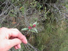 Maytenus acuminata acuminata