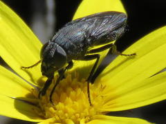 Cosmina fuscipennis